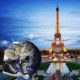 France number