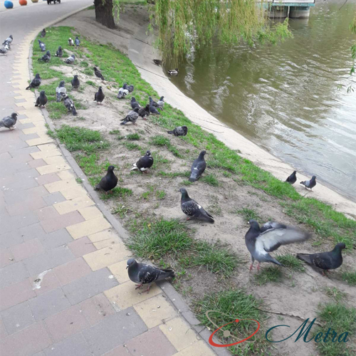 голуби в парке Обухов